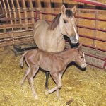 Seizures are particularly common in young foals and can occur due to a variety of underlying causes. | File photo