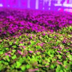 Leafy greens growing under the lights at GoodLeaf’s facility in Guelph, Ont.  |  GoodLeaf Farms photo