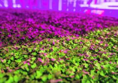 Leafy greens growing under the lights at GoodLeaf’s facility in Guelph, Ont.  |  GoodLeaf Farms photo