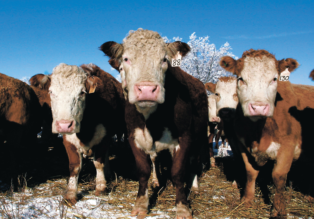 If you are entering a spousal relationship with pre-owned livestock, consideration should be given to what protections to put in place to minimize risk if a separation occurs in the future. | File photo