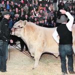 Glen Waldron, a cattle producer from Australia and judge at the Beef Supreme held during Canadian Western Agribition in Regina last week, moves in to slap the bull champion, SVY Mayfield 30H, exhibited here by Dennis Serhienko of Maymont, Sask. | Karen Briere photo