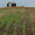 Another planting cycle is underway and with it prospects of stocks recovery, but not enough to undermine current prices. | File photo