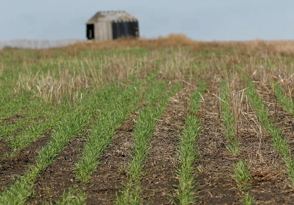 Another planting cycle is underway and with it prospects of stocks recovery, but not enough to undermine current prices. | File photo
