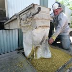 Mexico is talking about ending imports of genetically modified corn from the United States. The country is the largest buyer of U.S. corn, purchasing 16.8 million tonnes in 2021-22. | Reuters/ Fernando Carranza photo