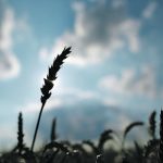 This year’s U.S. winter crop has received the second worst score for this time of year since 1987. | Reuters/Jim Young photo