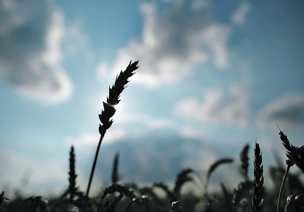 This year’s U.S. winter crop has received the second worst score for this time of year since 1987.  |  Reuters/Jim Young photo
