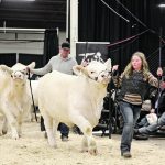 Ten-year-old Brin Steppler of Miami, Man., sold her cow-calf pair for $49,000, the high seller of the Charolais sale at Agribition this year. | Mike Raine photos