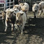 The Feeder Association Loan Guarantee Program helps younger producers secure capital from lenders to buy calves and sheep. The animals are then fed for several months before being sold at market. | File photo