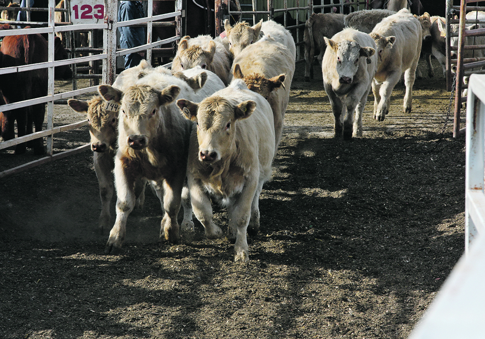 The Feeder Association Loan Guarantee Program helps younger producers secure capital from lenders to buy calves and sheep. The animals are then fed for several months before being sold at market.  |  File photo