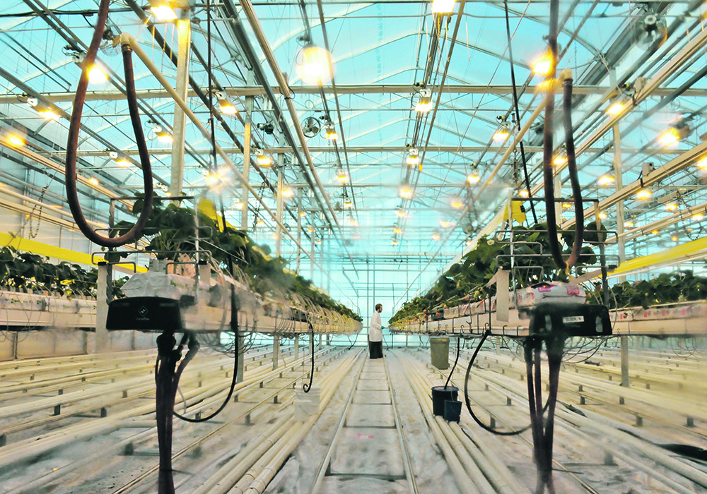 Strawberries are grown at the research greenhouse in Brooks, Alta., as part of a partnership between Lethbridge College and Sunterra Farms.  |  Alex McCuaig photo