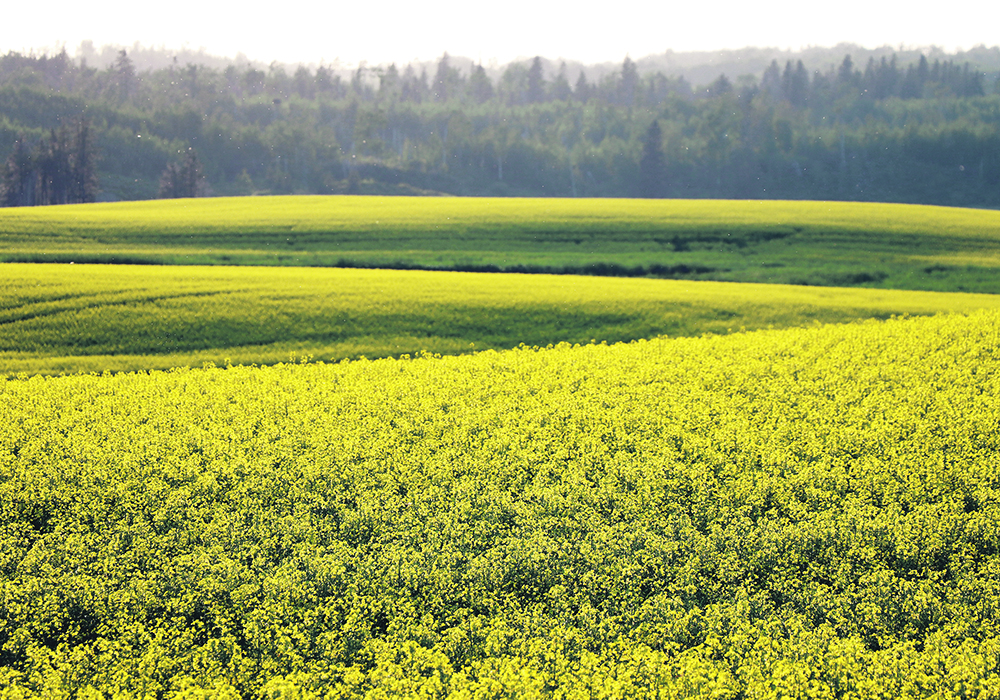 The solar rays reflected back into the atmosphere from a canola crop has a cooling effect equivalent to the sequestration of millions of tonnes of carbon into soils. Brian McConkey of Viesco Solutions said this should be accounted for in Canada’s National Inventory Report.  |  Robin Booker photo