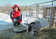 Nikolis Nims, seen here with Buttercup, hopes to learn all about goats in the Crafty Crew 4-H Multi Club so he can teach other members.  |  Mary MacArthur photo