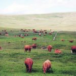 Researchers say that while livestock antibiotic residues and rising temperatures can affect the microbiome on their own, the effect worsens when they are combined. | File photo