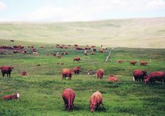 Researchers say that while livestock antibiotic residues and rising temperatures can affect the microbiome on their own, the effect worsens when they are combined.  |  File photo