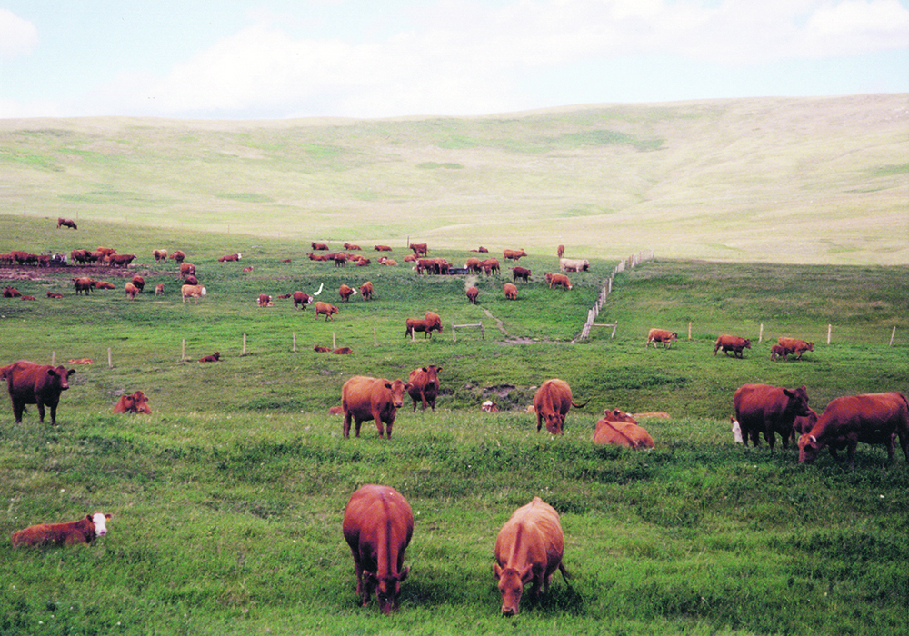 Researchers say that while livestock antibiotic residues and rising temperatures can affect the microbiome on their own, the effect worsens when they are combined.  |  File photo