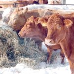 Frothy bloat can quickly turn from serious to death and yet timely treatment is very effective with no lingering consequences. Two incidences of bloat (one frothy and one free gas) on expensive purebred animals at a cattle show prompted this article. | File photo
