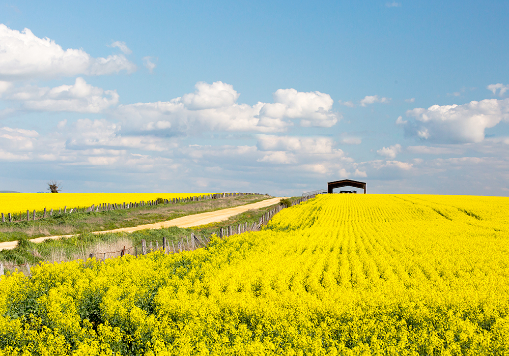 Farmers Down Under harvested a record 7.3 million tonnes of the oilseed, according to the Australian government’s latest estimate published on Dec. 6. | Getty Images