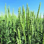 Most analysts believe wheat prices head into 2023 with a firm basis. | File photo