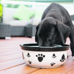 The Canadian pulse industry is funding a $2 million study to explore the impact of dog food formulations with and without pulses on heart health in dogs. | Getty Images