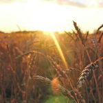 It looks like 2023 will be grim for most of the world, but western Canadian farmers should be able to have another good year as long as they get rain and sunshine. | File photo