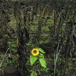 The European Union is Ukraine’s biggest sunflower oil customer, accounting for 32 percent of sales in 2021. | Reuters/ Clodagh Kilcoyne photo