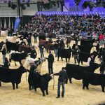 The author writes that it’s time for the beef industry to start managing for the profitable female and not the neighbour impressers. | File photo