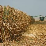 U.S. officials have threatened to take action under the United States-Mexico-Canada Agreement (USMCA), arguing that the Mexican ban on imports of genetically modified corn will harm U.S. farmers. | File photo