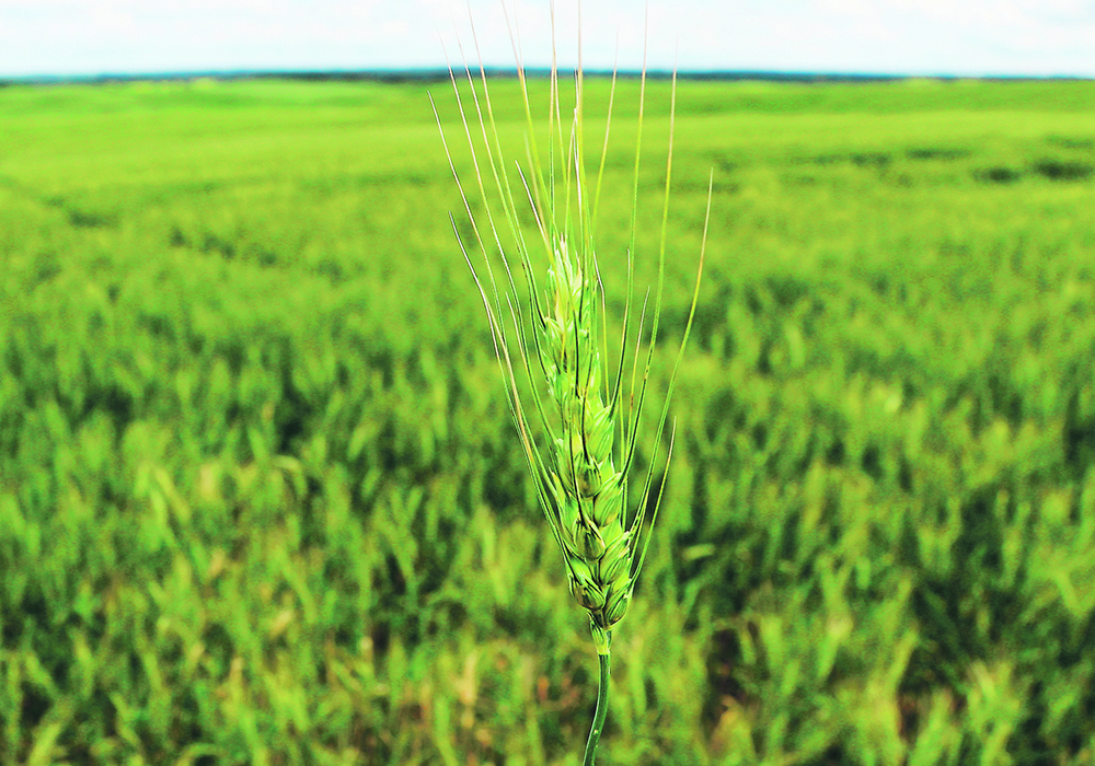 A study designed to evaluate wheat lines under different climate scenarios found increased CO2 in the atmosphere can improve yields. However, the higher temperatures that are expected in 50 years due to climate change will suppress crop growth even with increased CO2 in the atmosphere.  |  Robin Booker photo