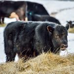 Research into emissions in Black cattle may help develop new methane reduction strategies. | Getty Images