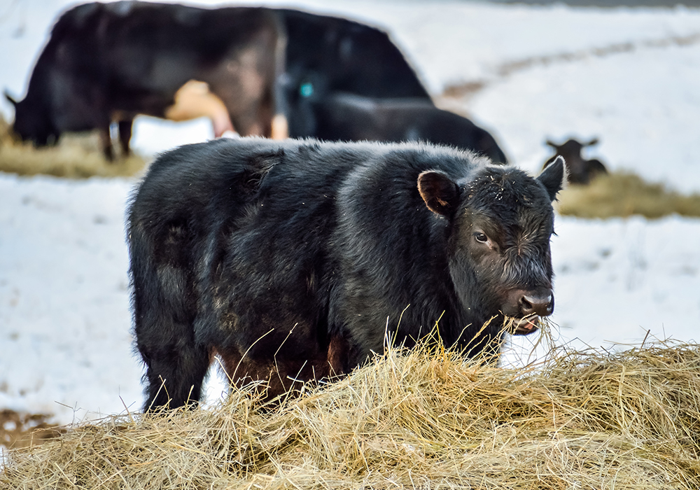 Research into emissions in Black cattle may help develop new methane reduction strategies. | Getty Images