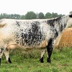 Colgan's Chanel 22 C was sold for $48,000 to an Australian farm but will stay in Canada because of travel restrictions. | Screencap via underhillspecs.ca