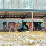 Producers who are unable to acquire scours vaccine this year will have to be extra vigilant in keeping their pens free of contamination that can make calves sick. | Krystal Spray photo