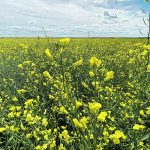 Statistics Canada reduced its canola production estimate by 900,000 tonnes in November, which immediately sparked a $35 per tonne rally in nearby futures prices. However, the U.S. Department of Agriculture recently noted that the Canadian agency’s estimate has increased by an average of 720,000 tonnes from its November to August reports in the last 10 years. | Mike Raine photo