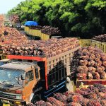 Indonesia’s palm oil production is forecast to rise three percent to 48.1 million tonnes in 2023, and exports are forecast at 33.5 million tonnes, an eight percent increase. However, that would likely drop if the government followed through with its plan to increase the biodiesel mandate. | Reuters/Antara Foto Agency photo