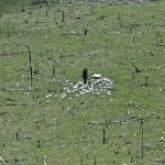 Cattle gather in a circle on a plot of deforested Amazon rainforest in Brazil’s Para state in 2013. About a dozen of the world’s largest agricultural companies, including Cargill, Viterra, ADM, Bunge, Louis Dreyfus and Wilmar, recently signed an agreement proposing that they create and enforce rules through their supply chains with the goal of eliminating deforestation by 2025. | Reuters/Nacho Doce photo