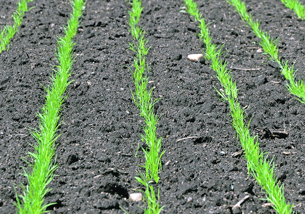 The Western Canadian Wheat Growers Association says it is prepared to spend money to tell Canadians that Ottawa’s Sustainable Agriculture Strategy could harm the food supply.  |  File photo