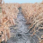 Beginning in 2023, individual premiums will be applied per crop, based on the base premium for each risk zone. | File photo
