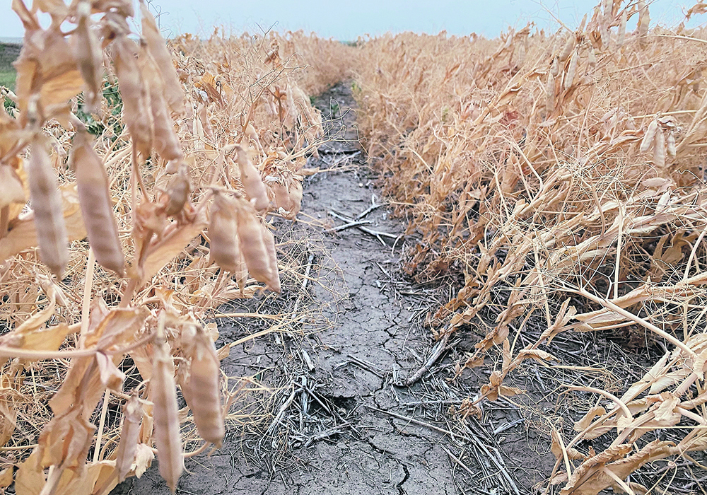 Beginning in 2023, individual premiums will be applied per crop, based on the base premium for each risk zone. | File photo