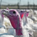 As of last week, 14 commercial turkey farms had been quarantined with suspected cases as part of the latest avian flu outbreak to hit British Columbia. | File photo