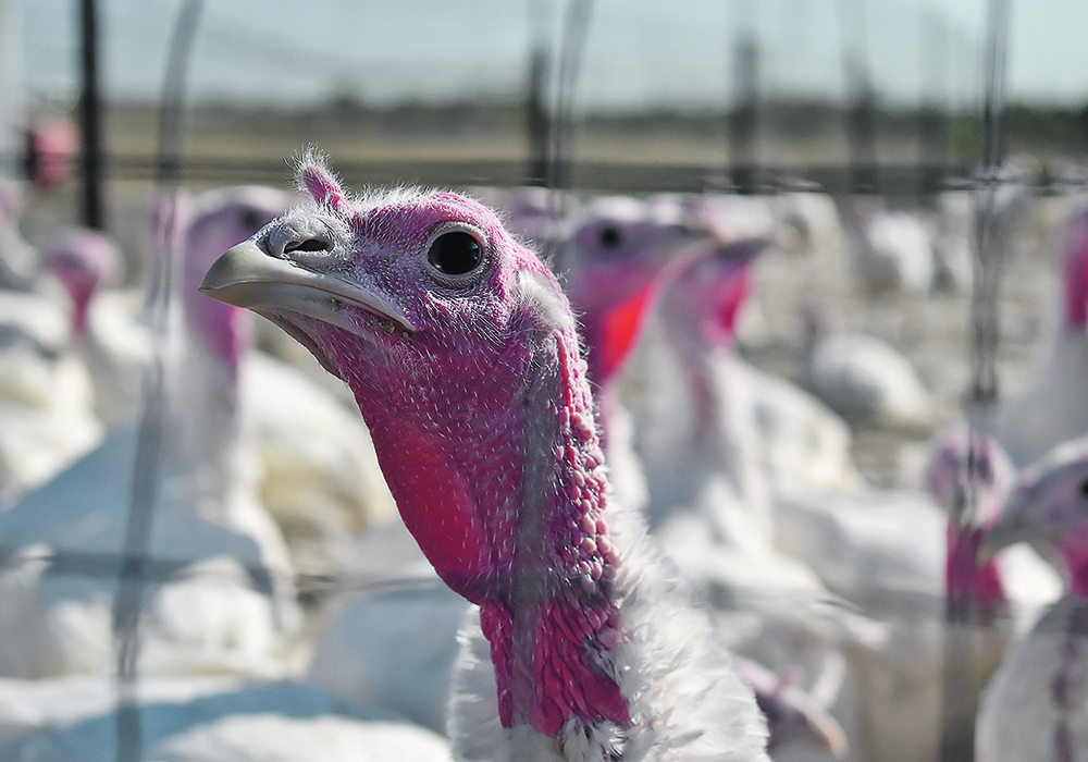 As of last week, 14 commercial turkey farms had been quarantined with suspected cases as part of the latest avian flu outbreak to hit British Columbia.  |  File photo