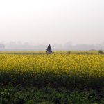 A field of mustard in West Bengal, India. If upcoming field trials are successful and the government gives the crop its final approval, DMH-11 mustard will become the country’s first GM food crop. | Screencap via Flickr/Abhijit Kar Gupta