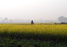 A field of mustard in West Bengal, India. If upcoming field trials are successful and the government gives the crop its final approval, DMH-11 mustard will become the country’s first GM food crop. | Screencap via Flickr/Abhijit Kar Gupta