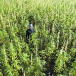 Wilson Johnston, chief agronomist and a co-founder of Blue Sky Hemp Ventures was up to his neck in a hemp crop in west central Saskatchewan this summer. | Blue Sky Hemp Ventures photo