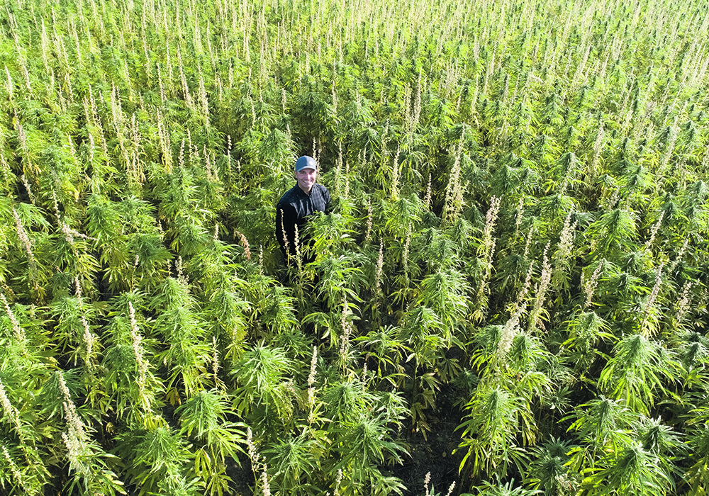 Wilson Johnston, chief agronomist and a co-founder of Blue Sky Hemp Ventures was up to his neck in a hemp crop in west central Saskatchewan this summer. | Blue Sky Hemp Ventures photo