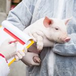 "Only projects that deal with environment or (have a) carbon reduction focus will have that 70-30 funding formula," Grant Melnychuk, Manitoba Pork manager of sustainable development, told farmers. "All other research, be it nutrition or animal health (or anything else) will be at the 50-50 formula. That's a significant change." | Getty Images