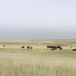 Multisar, an organization of several conservation groups and government departments, works with ranchers to reclaim, protect and preserve habitat for wildlife species that are at risk. | File photo