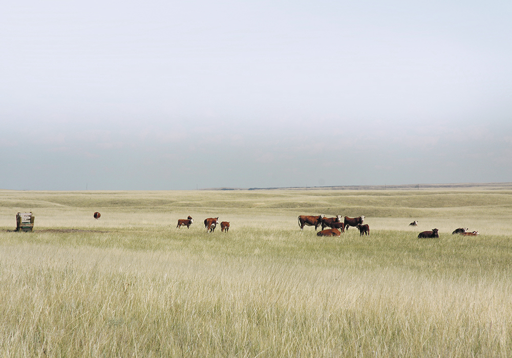 Multisar, an organization of several conservation groups and government departments, works with ranchers to reclaim, protect and preserve habitat for wildlife species that are at risk. | File photo