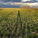 An estimated 34 percent of the U.S. winter wheat crop was rated good-to-excellent as of Nov. 29, which was the U.S. Department of Agriculture’s last weekly Crop Progress report for 2022. It is the second worst score dating back to 1987 for that time of year. | File photo