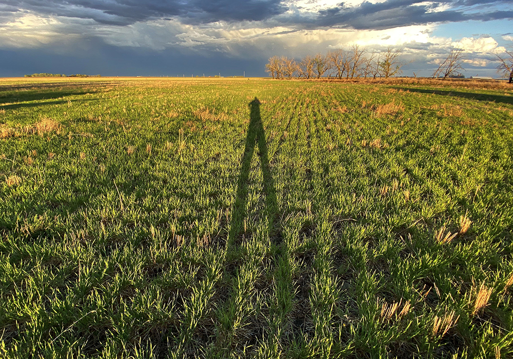 An estimated 34 percent of the U.S. winter wheat crop was rated good-to-excellent as of Nov. 29, which was the U.S. Department of Agriculture’s last weekly Crop Progress report for 2022. It is the second worst score dating back to 1987 for that time of year. | File photo