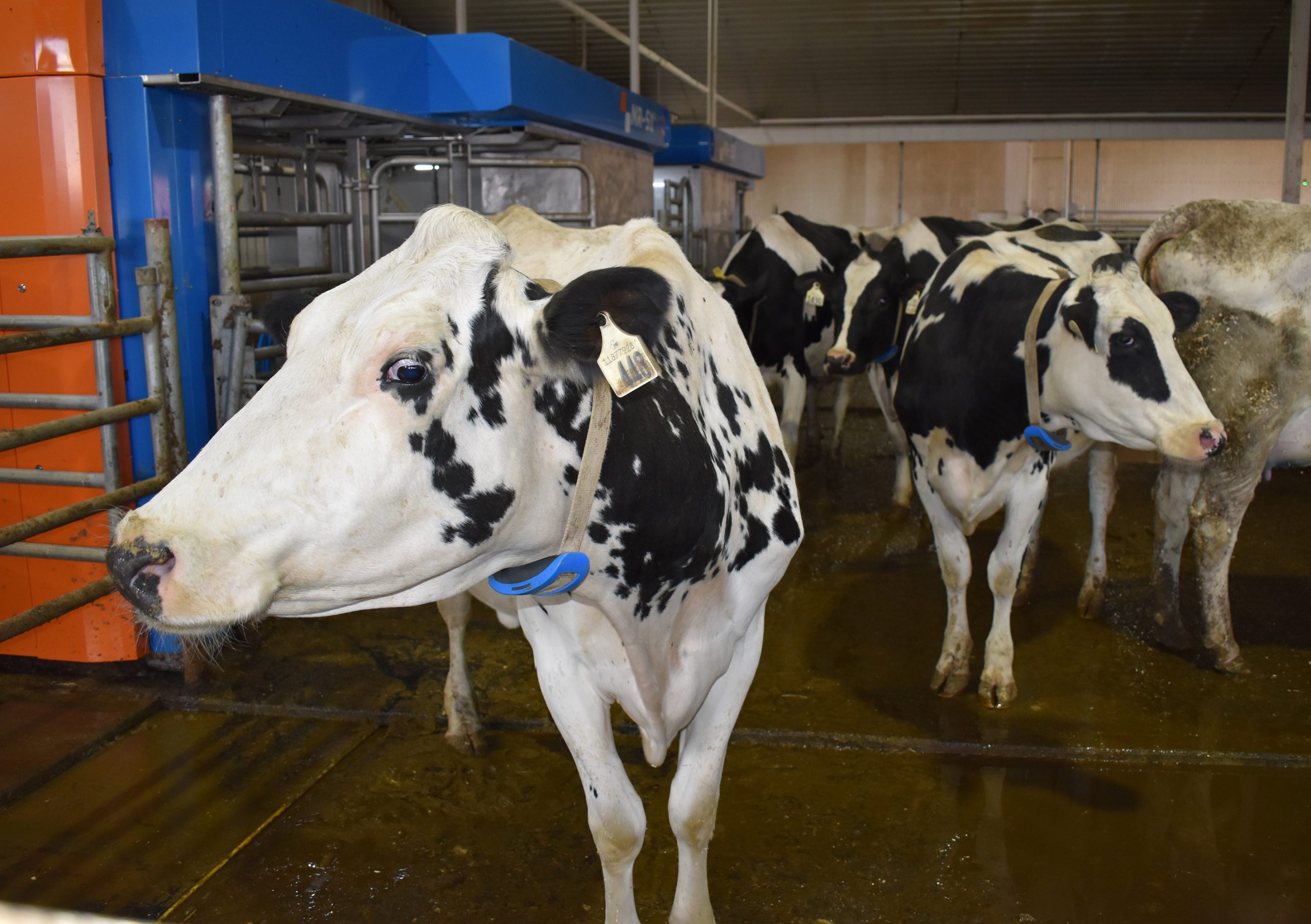 The U.S. government and American dairy industry claim that Canada isn’t complying with the rules of the trade agreement because Canada isn’t providing fair market access to U.S. dairy products.  |  File photo